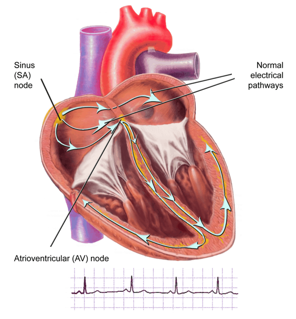 dr_diana_holdright_Heart_Picture_1_600_704.png
