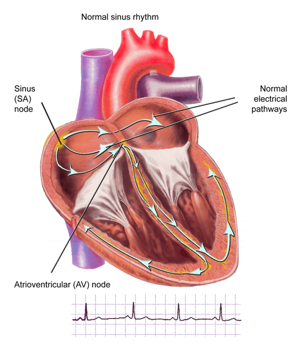 dr_diana_holdright_Heart_Picture_1_600_704.png